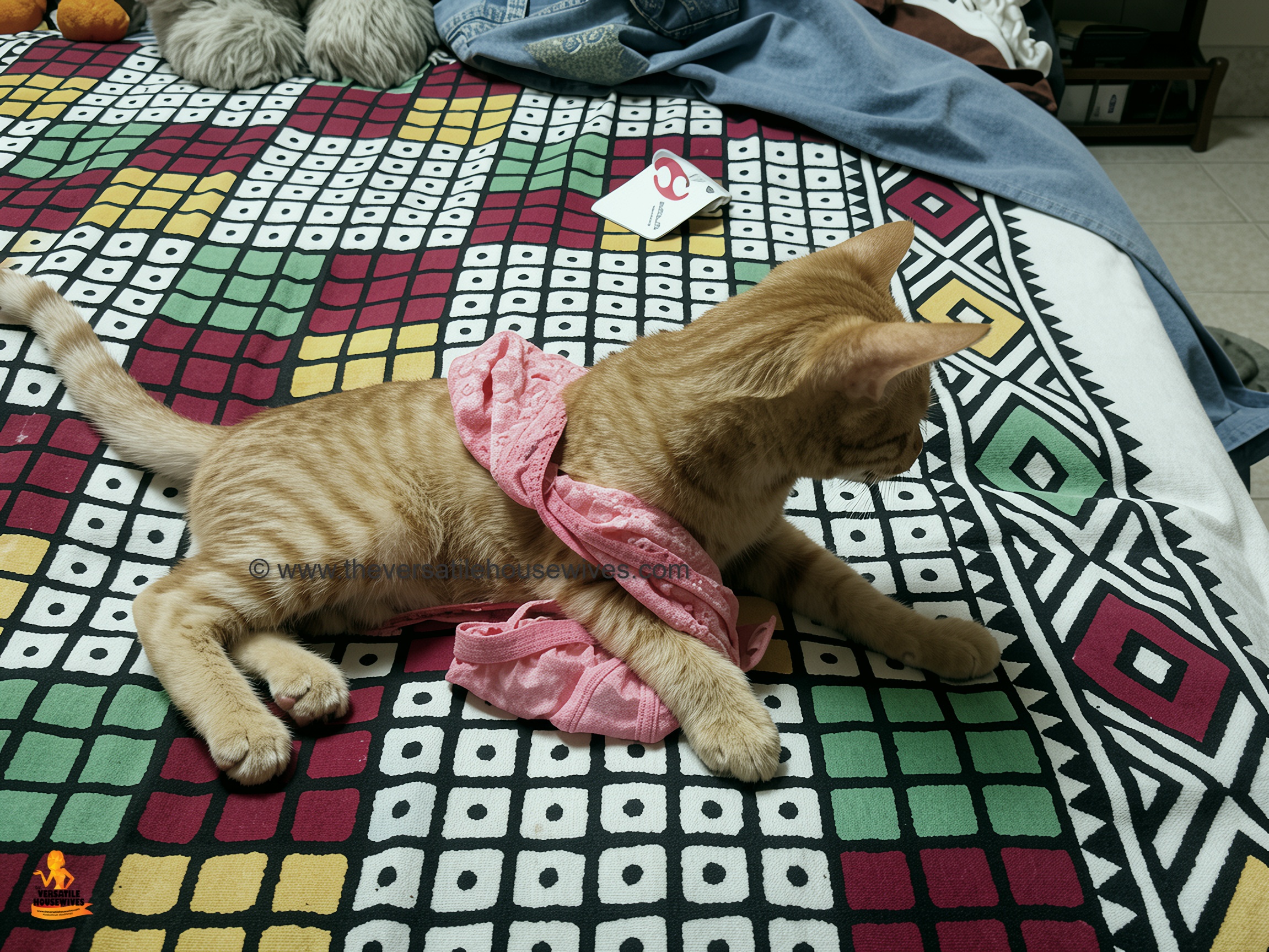Calico's Kitten Beau