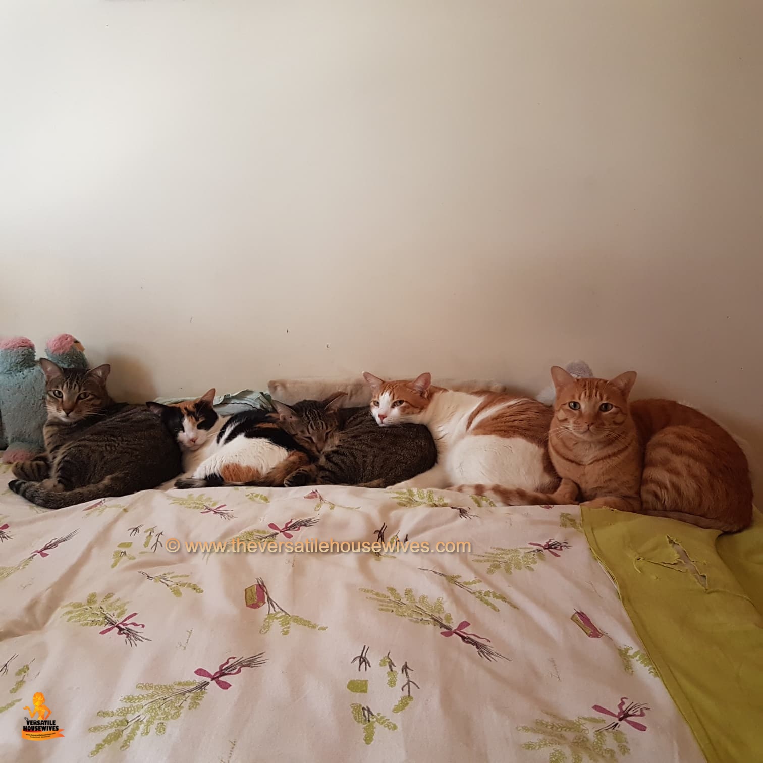 Calico's Kittens