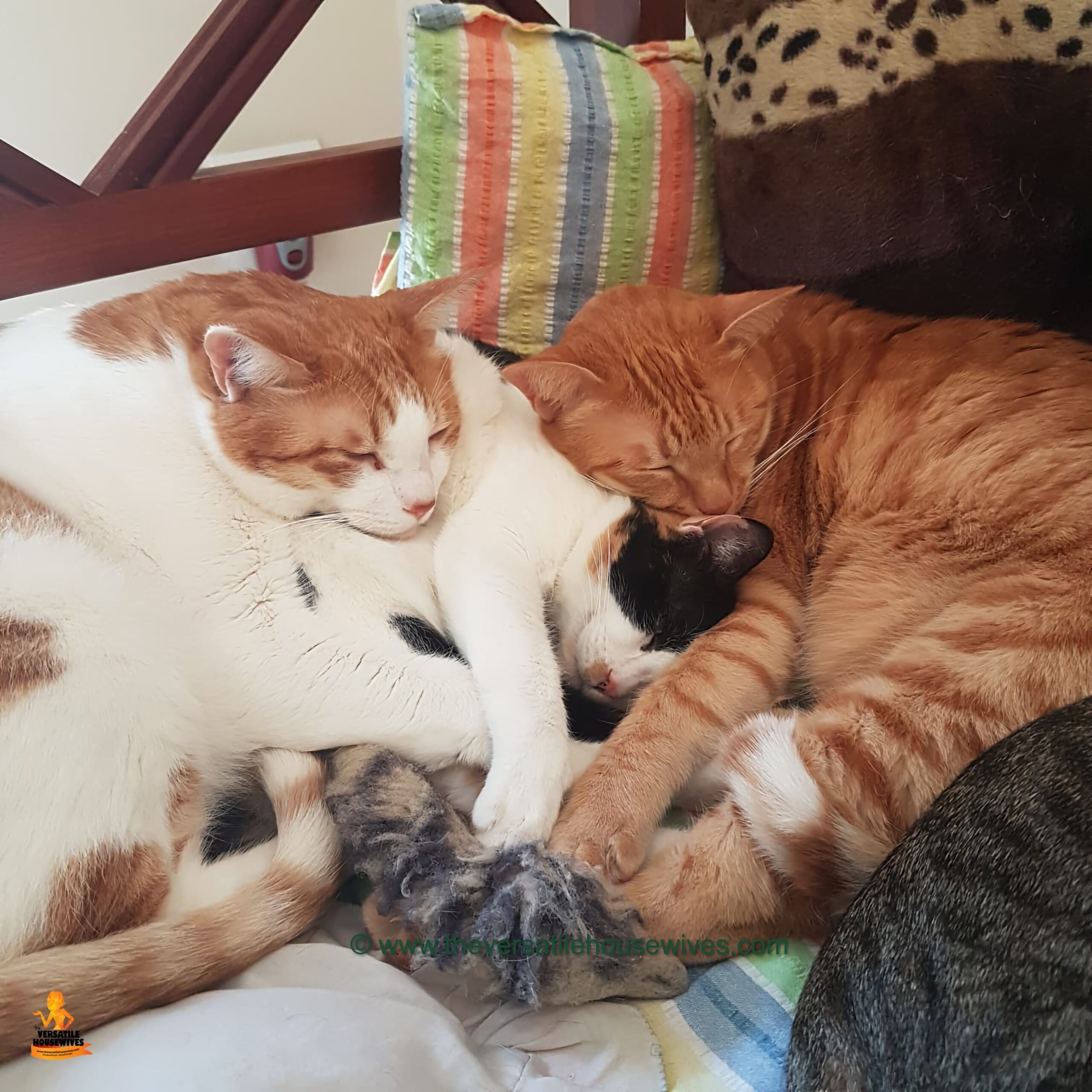 Calico's Kittens