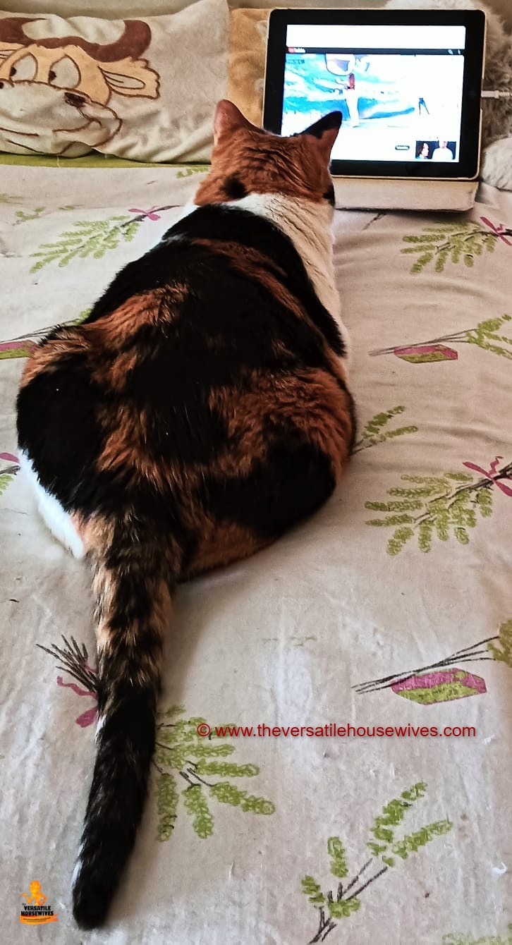Calico, The Exercise Buddy
