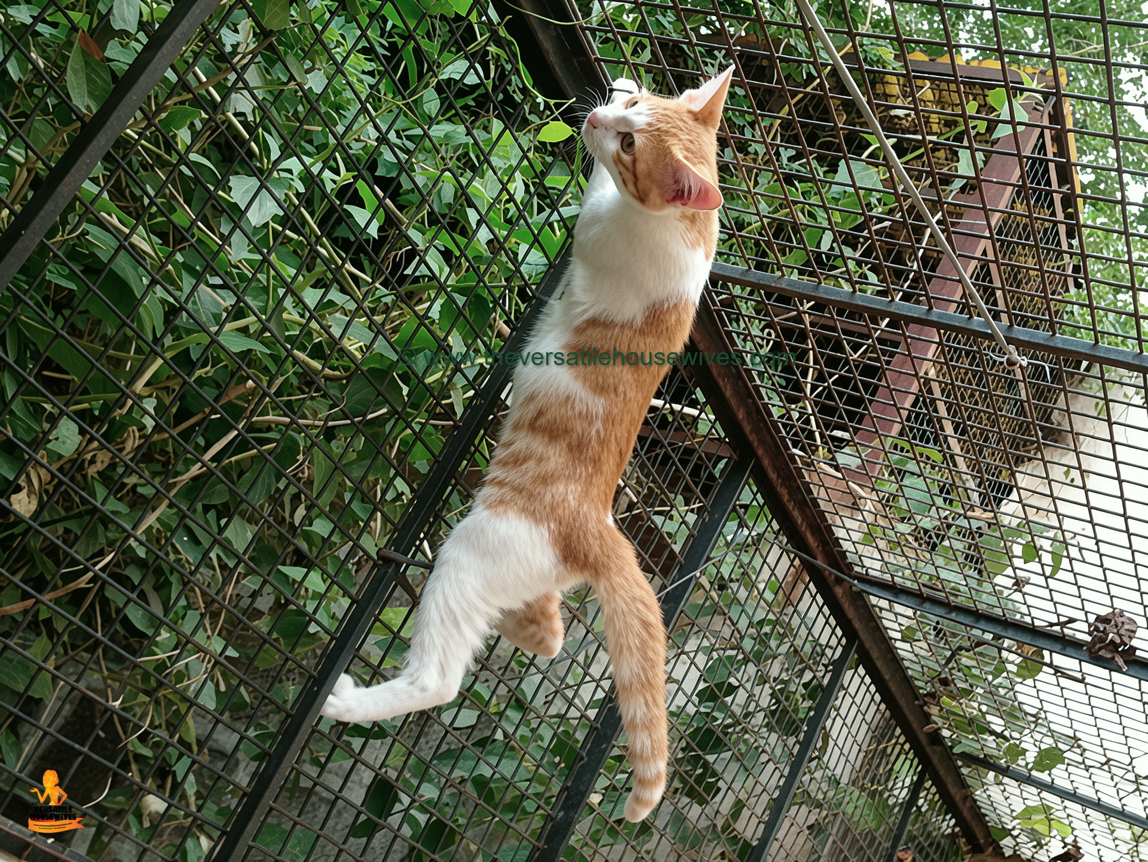 Calico's Kitten Joey