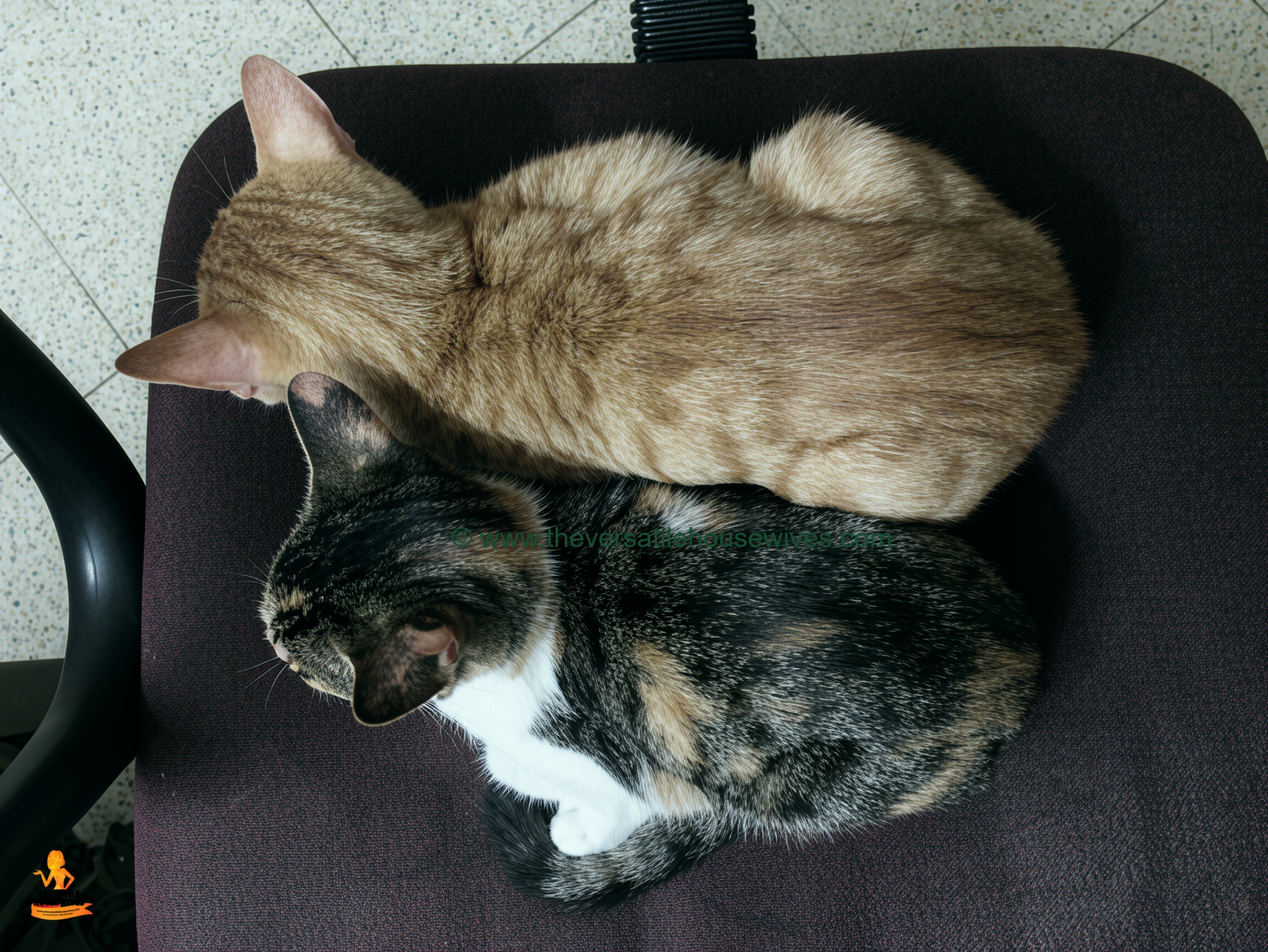 Calico's Kitten Beau & Tinker Belle