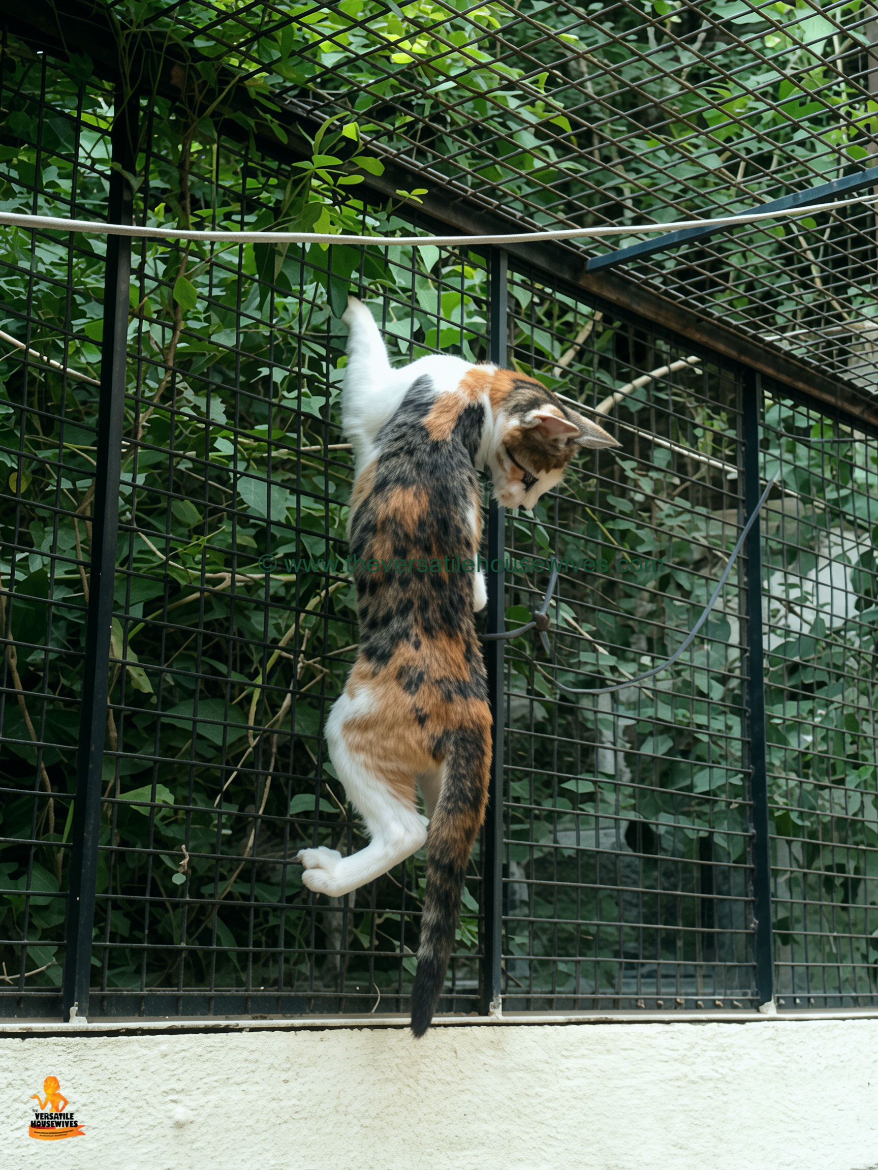 Calico's Kitten Tinker Belle