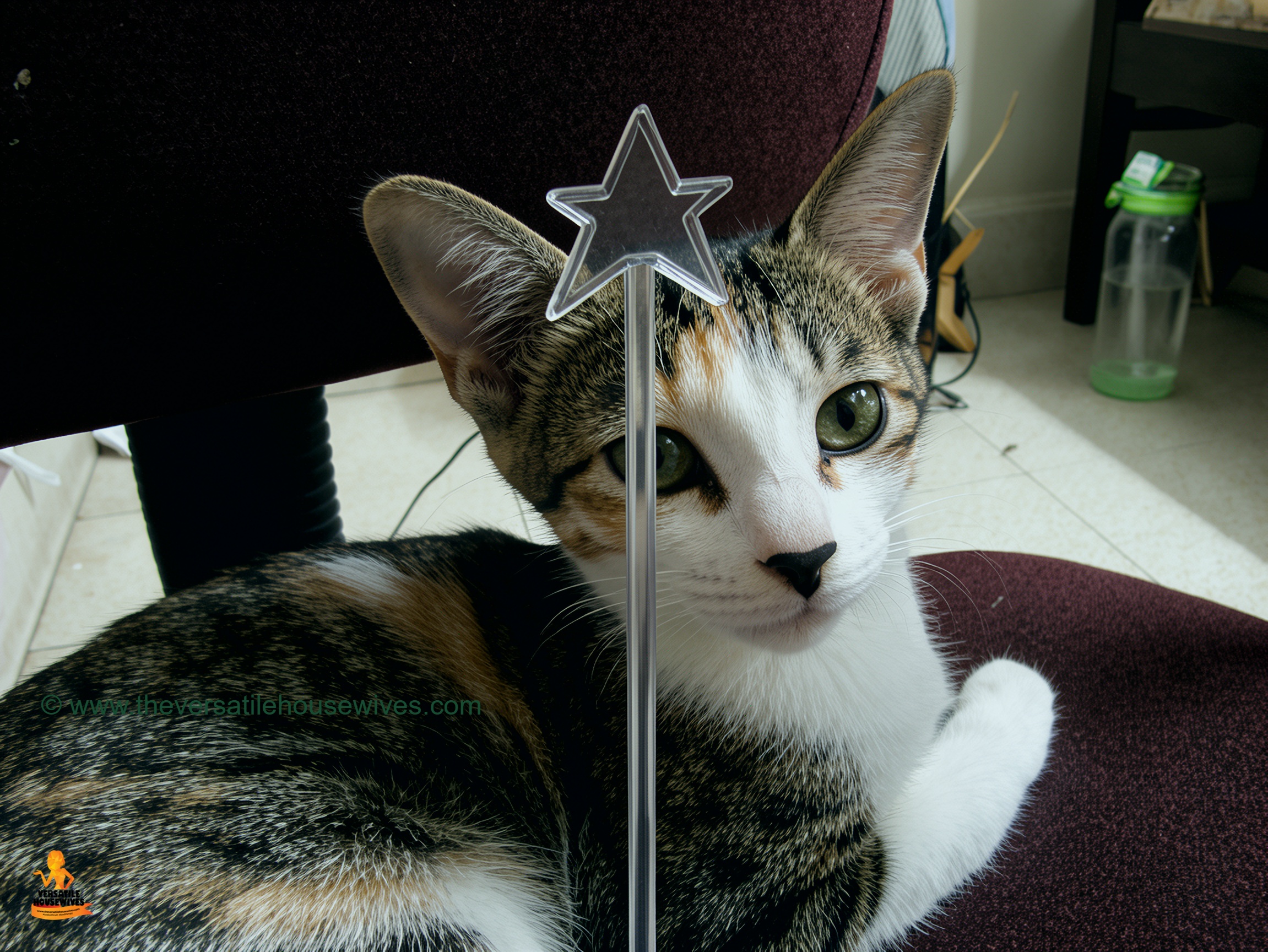 Calico's Kitten Tinker Belle